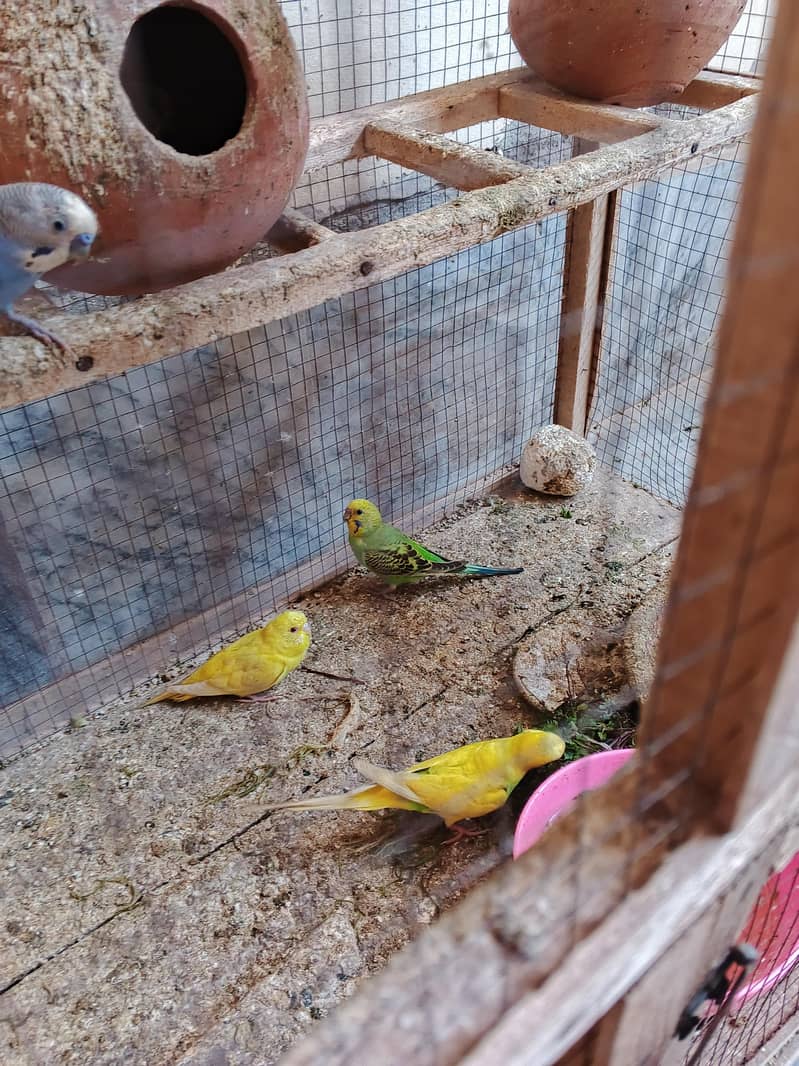 Good Parrot 2