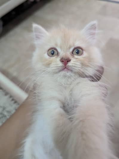 Beautiful Persian Kittens