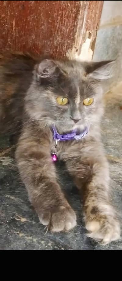Fluffy cat
