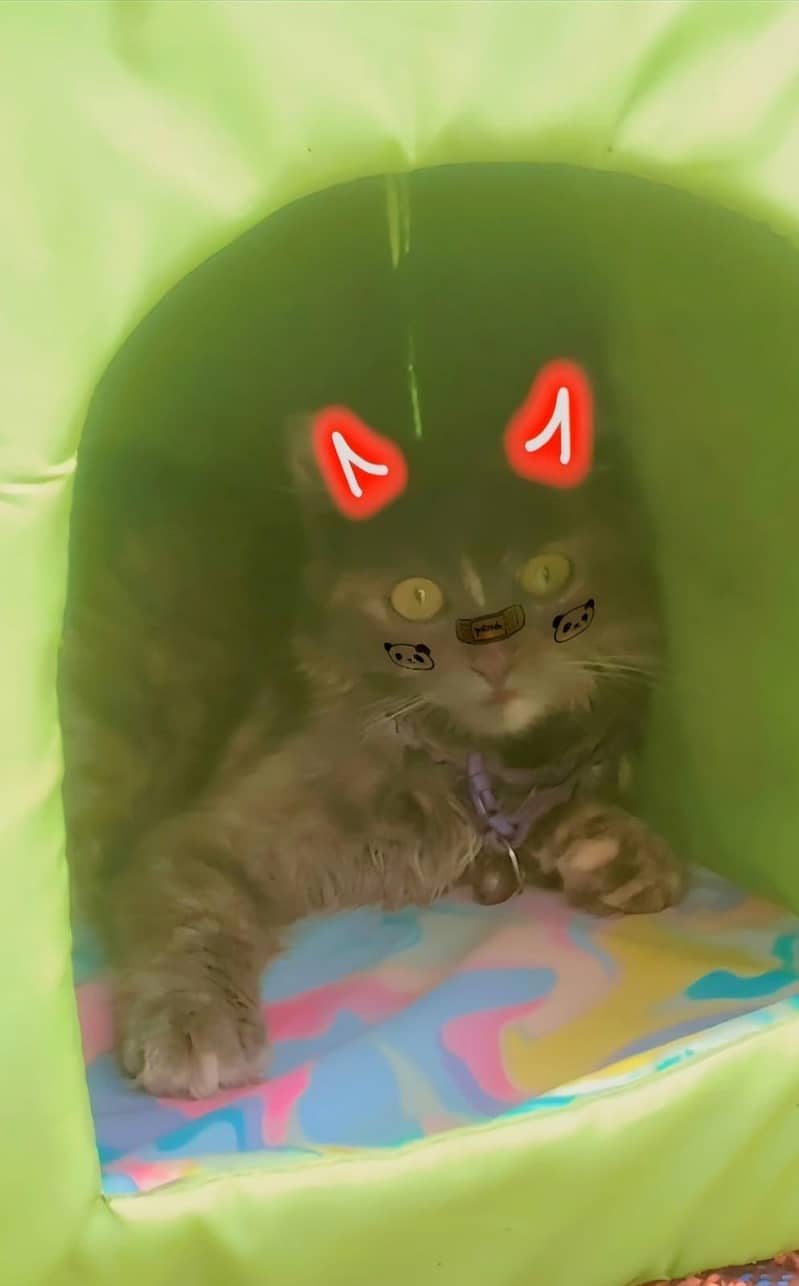 Fluffy cat 1