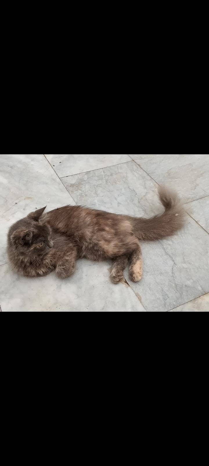 Fluffy cat 2