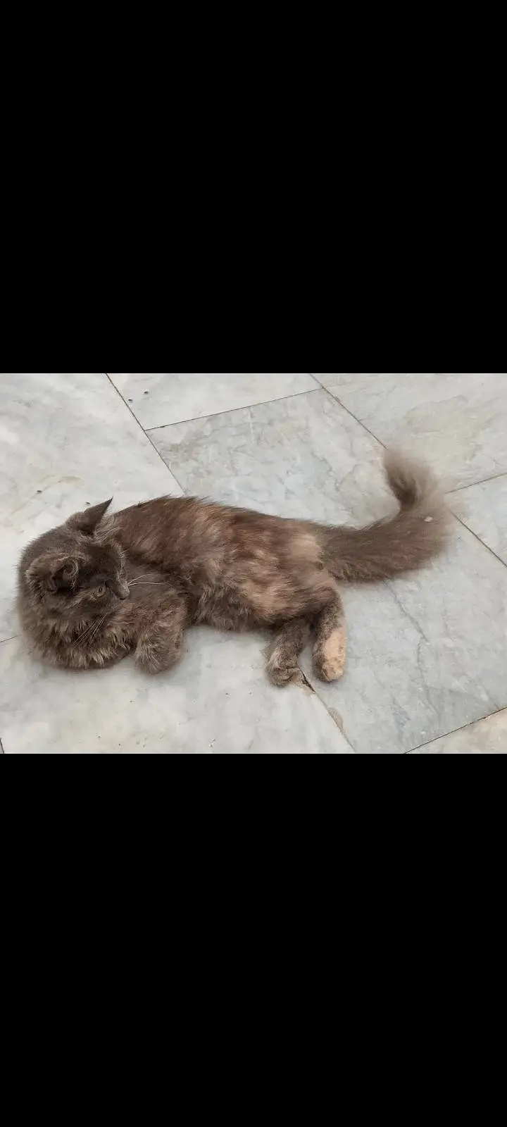 Fluffy cat — photo 3
