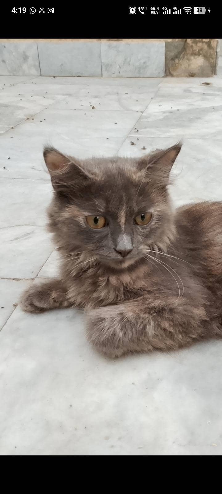 Fluffy cat 3