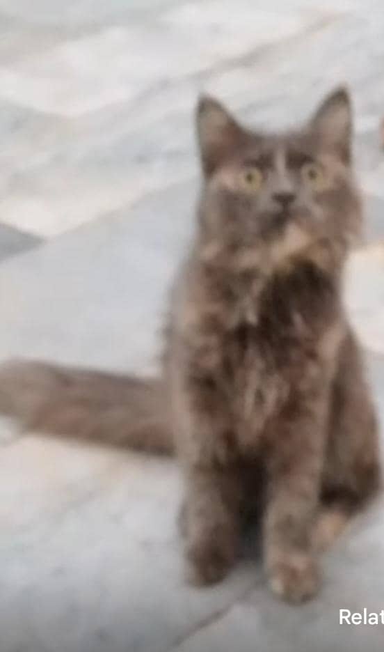 Fluffy cat 4