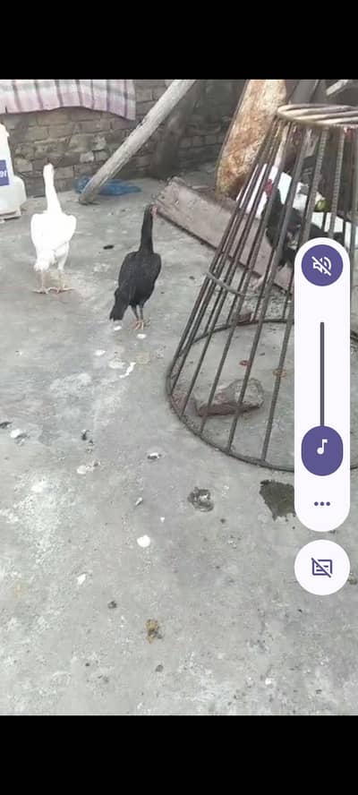 asali mushka mushka aur Shamu two pairs