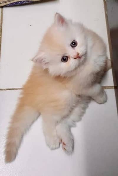 Persian kittens