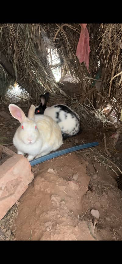 Rabbits for sale