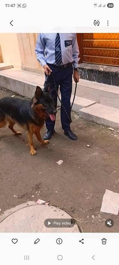 long coat German Shepherd female for sale