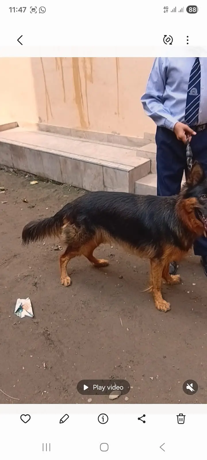 long coat German Shepherd female for sale — photo 2