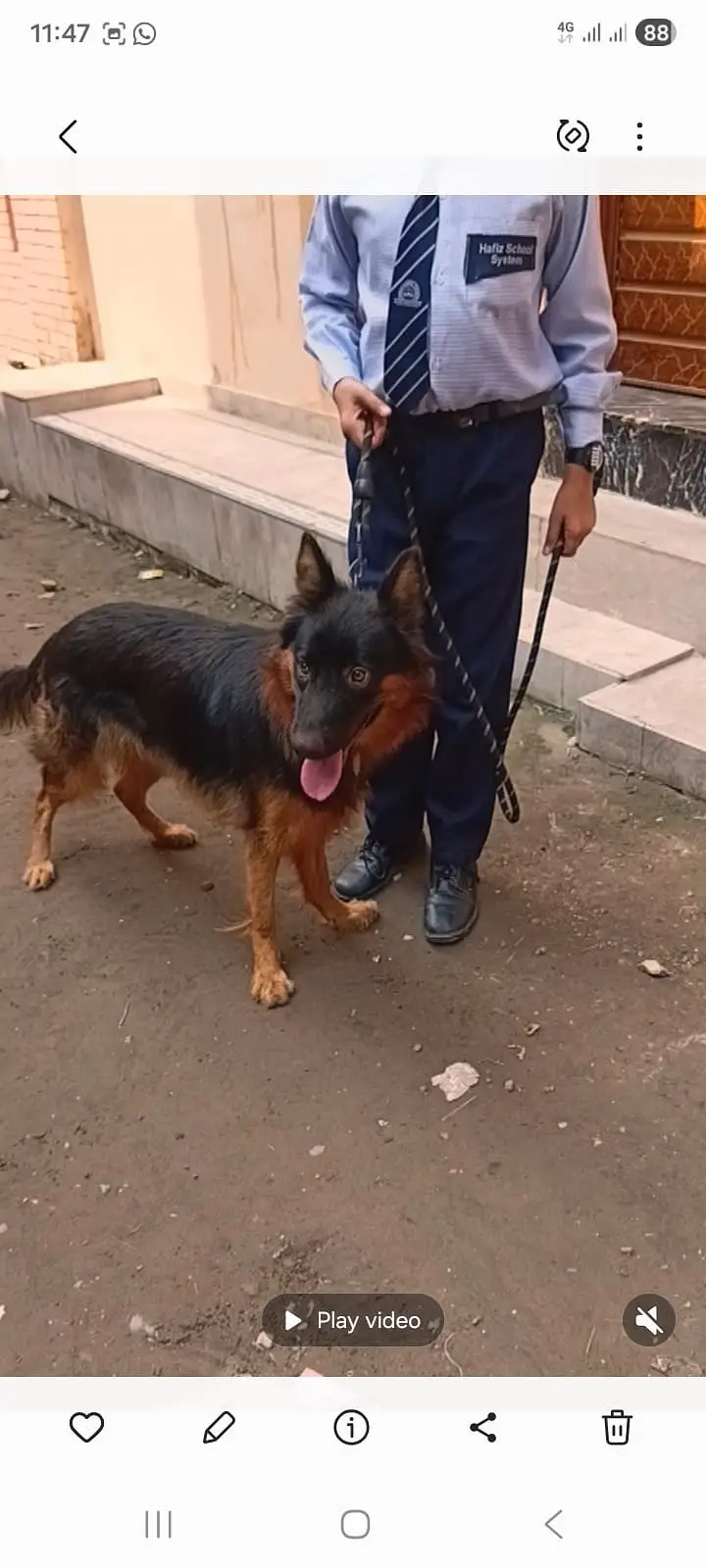 long coat German Shepherd female for sale — photo 3