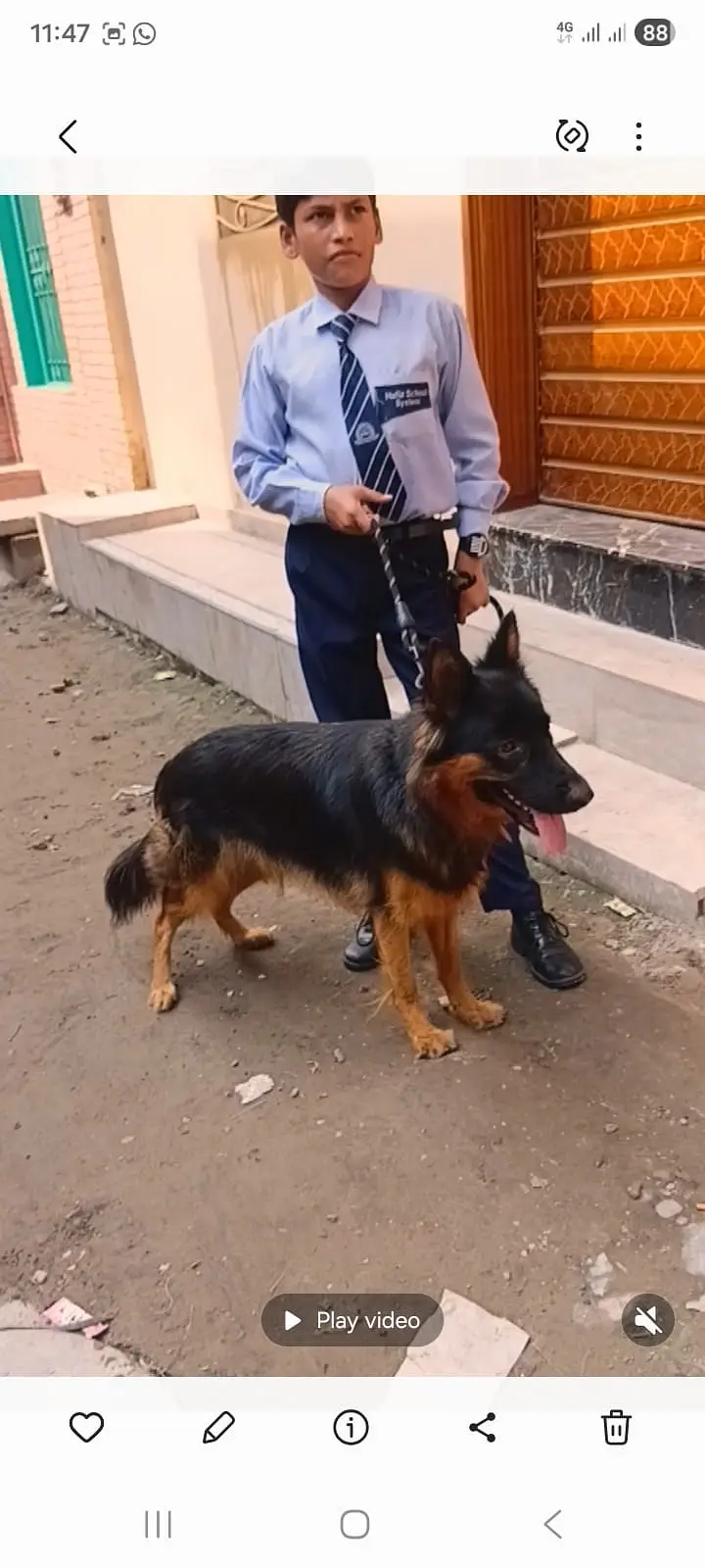 long coat German Shepherd female for sale — photo 4