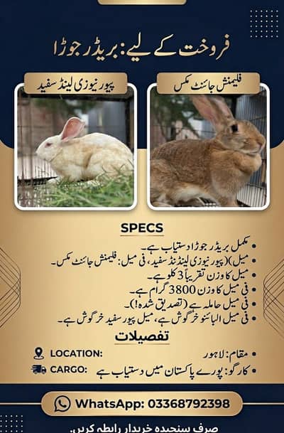 Holland loop breeder female for sale 03368792398