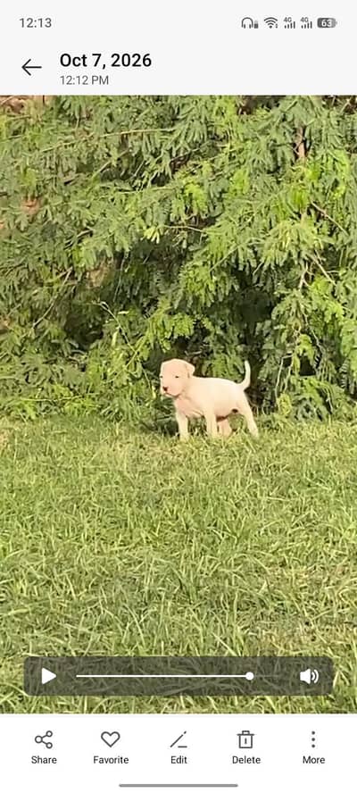 dog Argentina puppy for sale active health