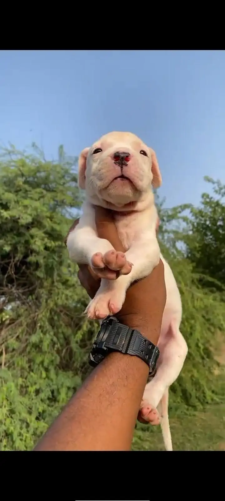 dog Argentina puppy for sale active health — photo 2