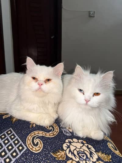2 Beautiful White Cats (1.5 Years) - Gubber & Sky (Rare Odd Eyes)