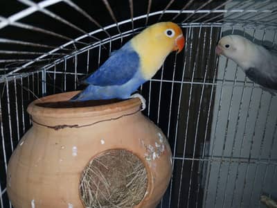 Lovebirds bonded pair