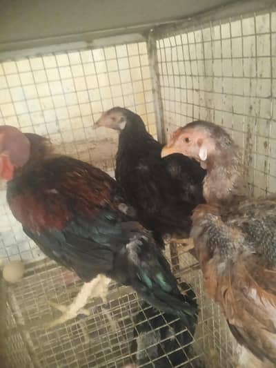 2hens bi mill sakti hain