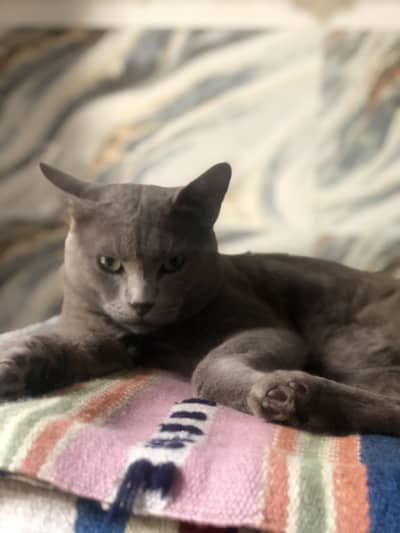 American male cat short hair