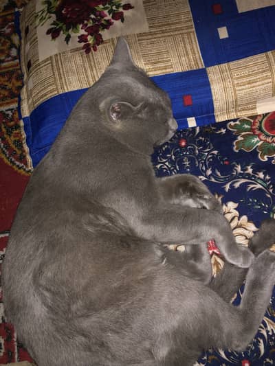 American male cat short hair