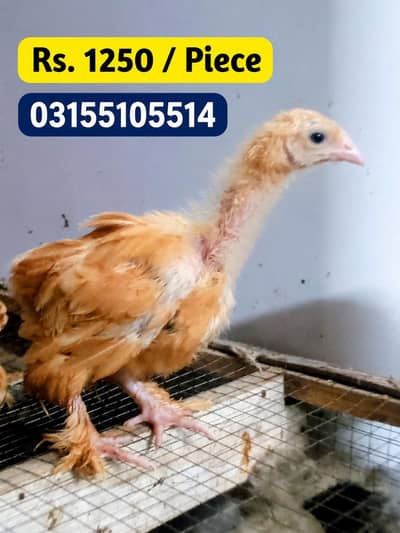 Golden heavy buff/black heavy buff/ silkie chiks age 1.5 month