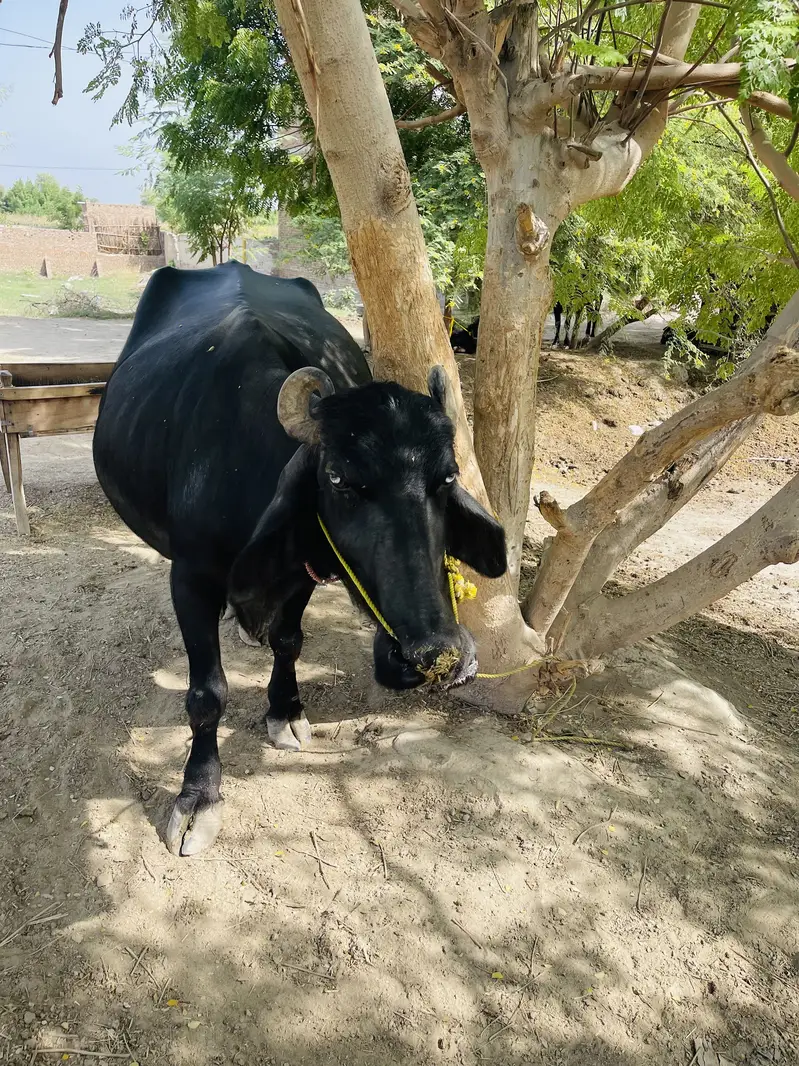 Nili Ravi Safed Ankh Wli Bains Hai Bains 10 Ma Ki Hamla Hai — photo 2