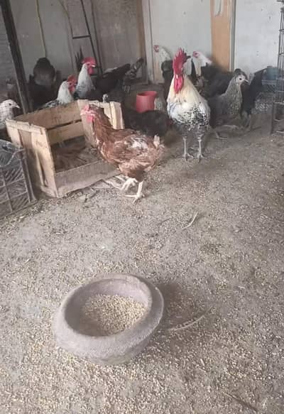 Black Fayoumi starter hens