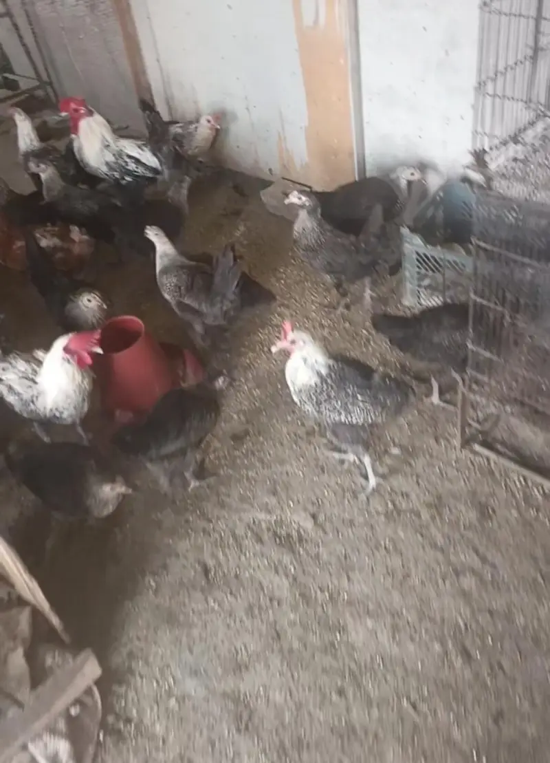 Black Fayoumi starter hens — photo 2