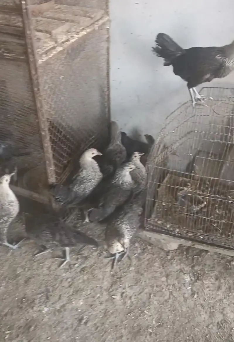 Black Fayoumi starter hens — photo 3