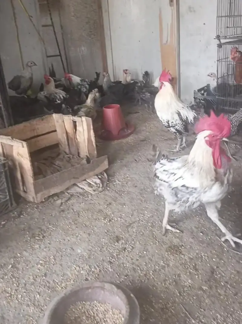 Black Fayoumi starter hens — photo 4