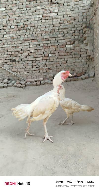 paper white aseel pair