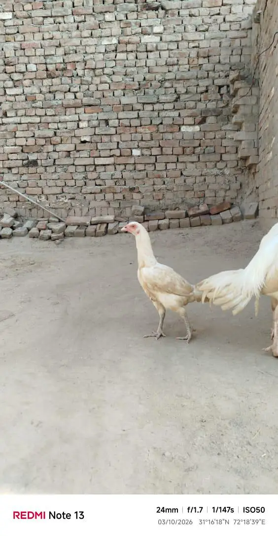 paper white aseel pair — photo 2