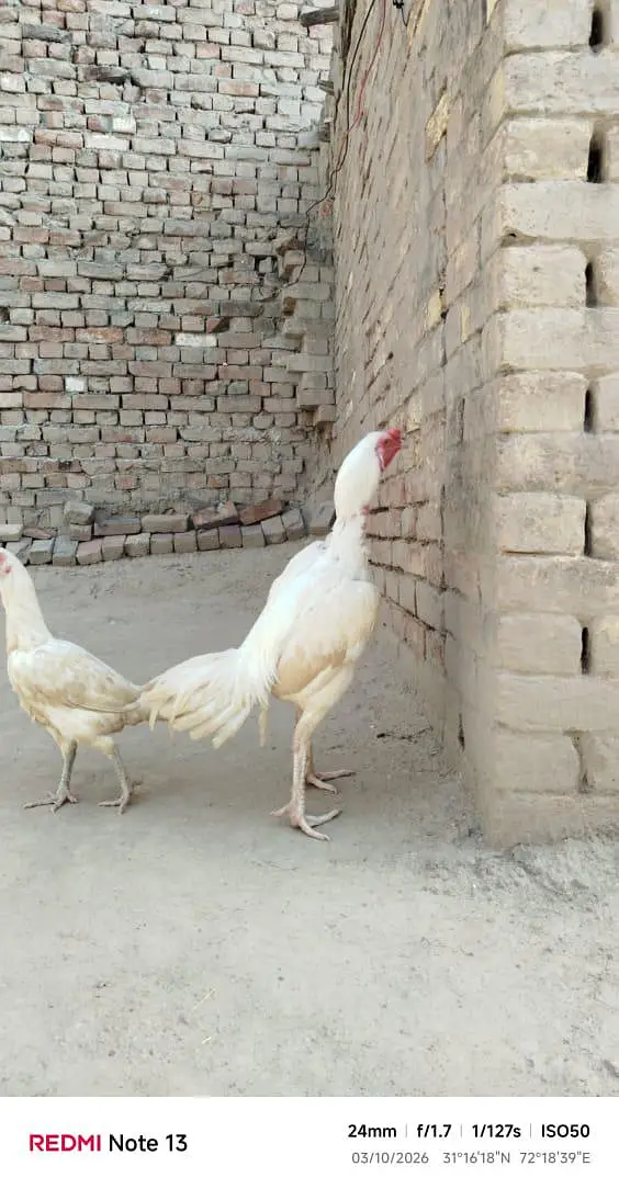 paper white aseel pair — photo 3