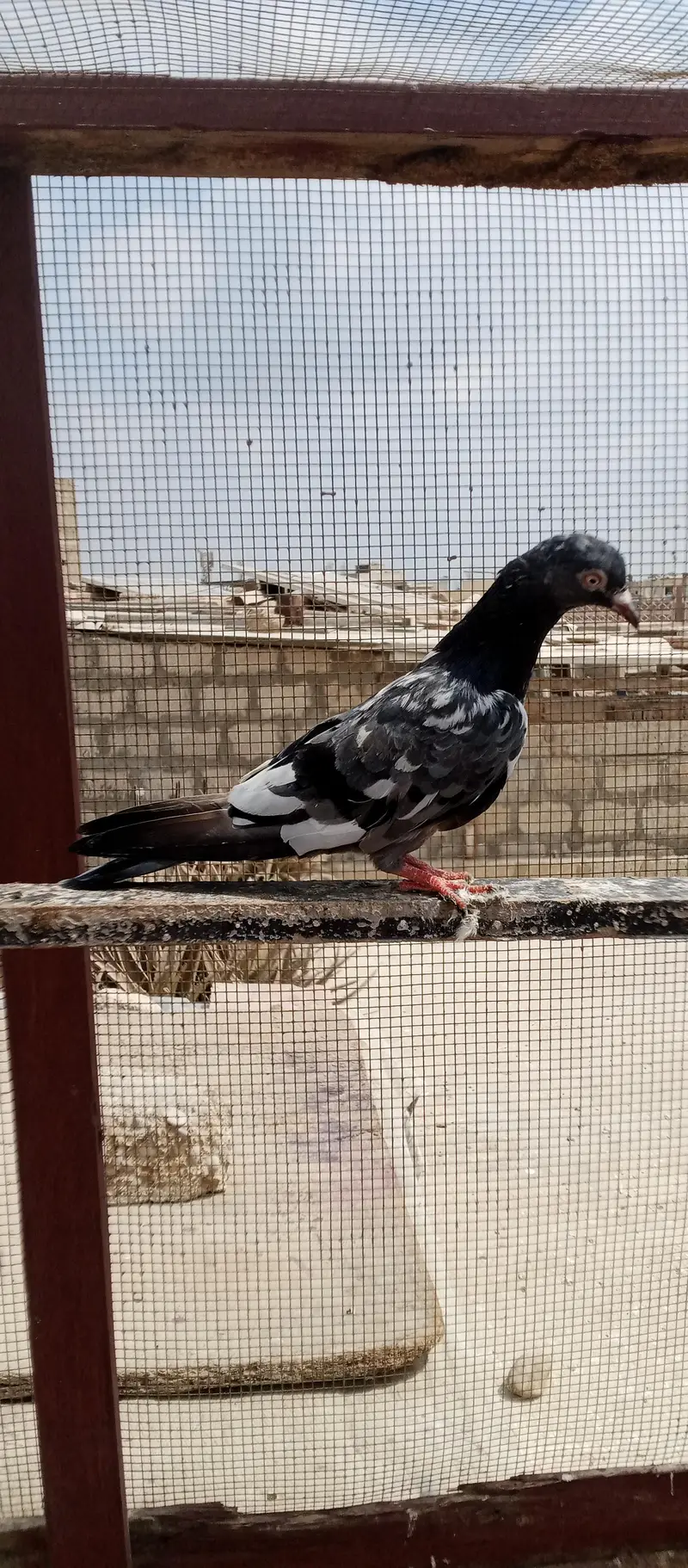 Kabli or Patti wala — photo 2