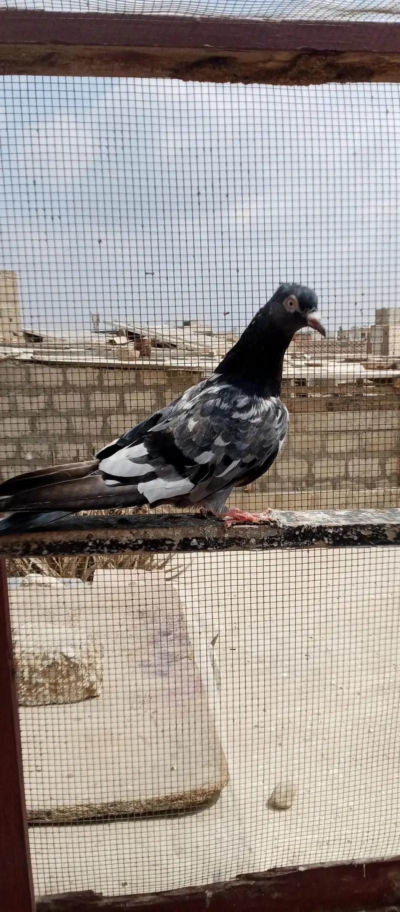 Kabli or Patti wala — photo 3