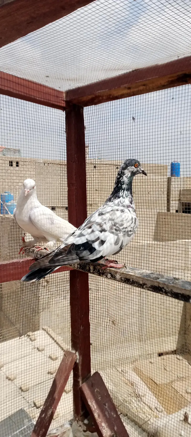 Kabli or Patti wala — photo 4