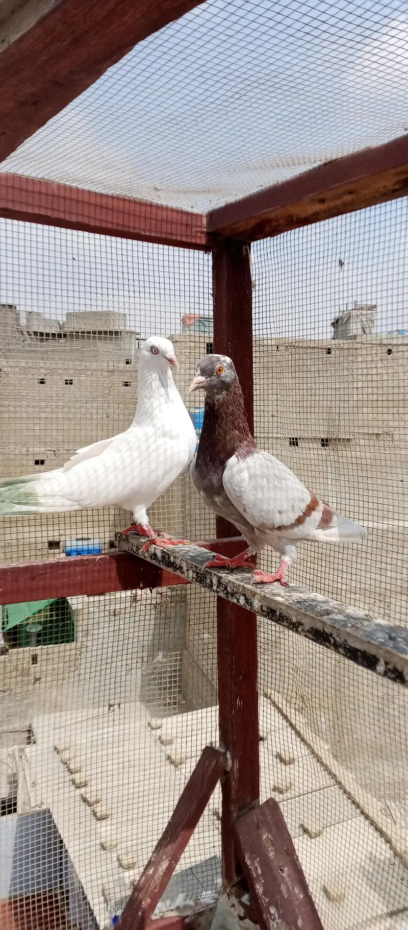 Kabli or Patti wala — photo 5