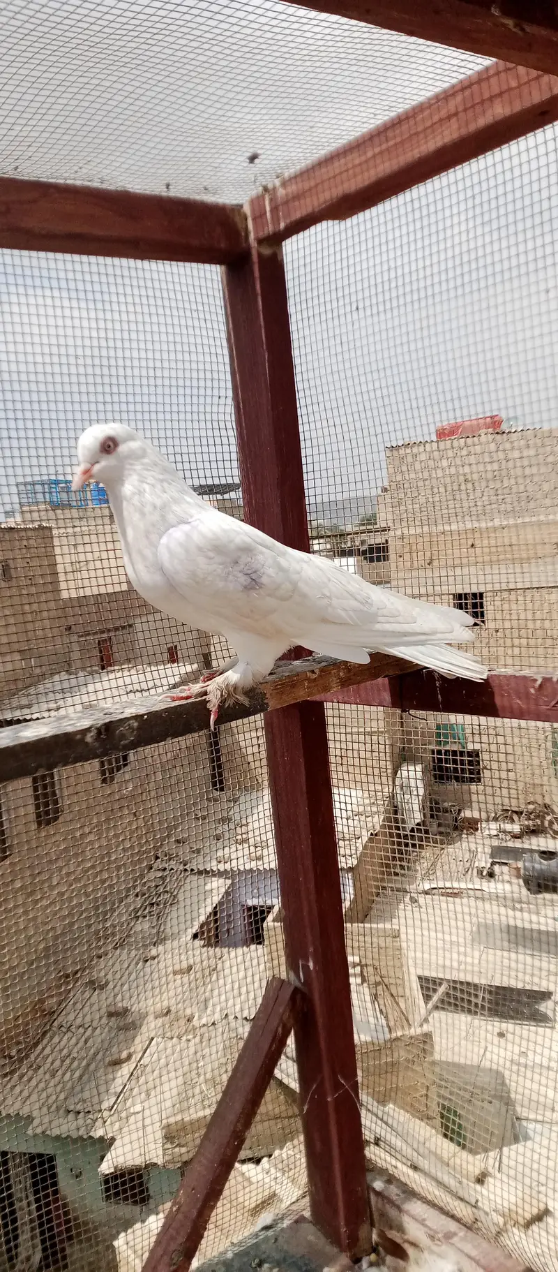 Kabli or Patti wala — photo 6
