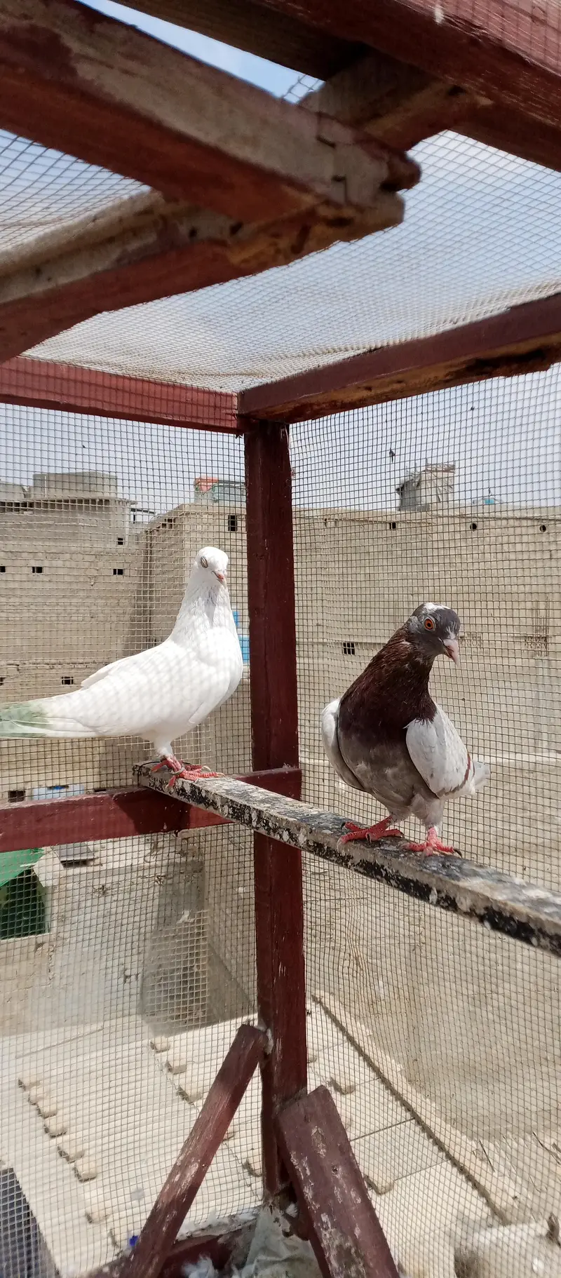 Kabli or Patti wala — photo 7