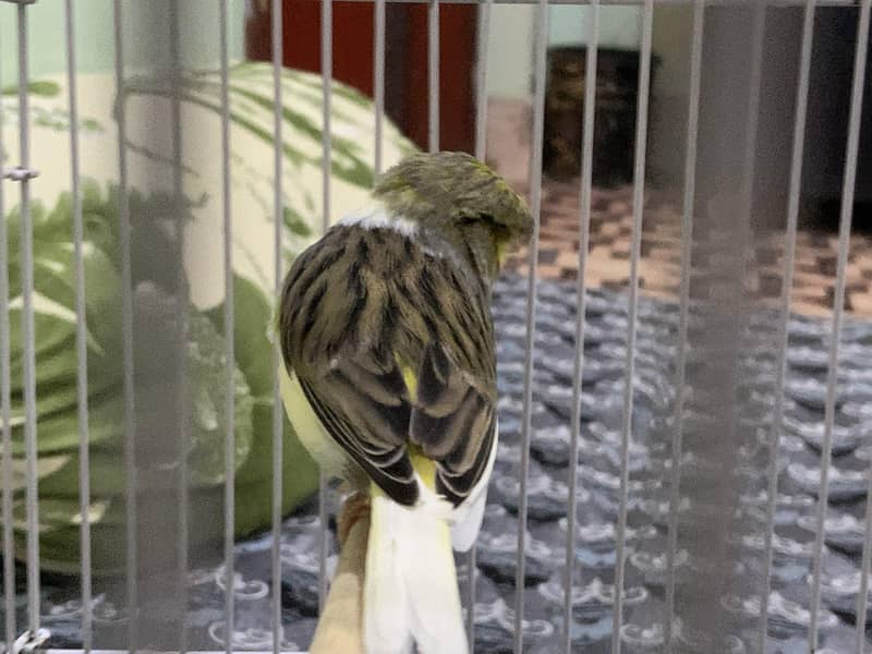Gloster Canary 0