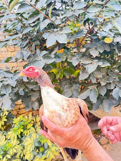 pure aseel females for sale only lenay Waly rabta krain