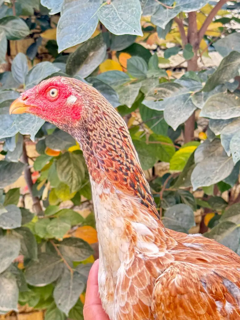 pure aseel females for sale only lenay Waly rabta krain — photo 2