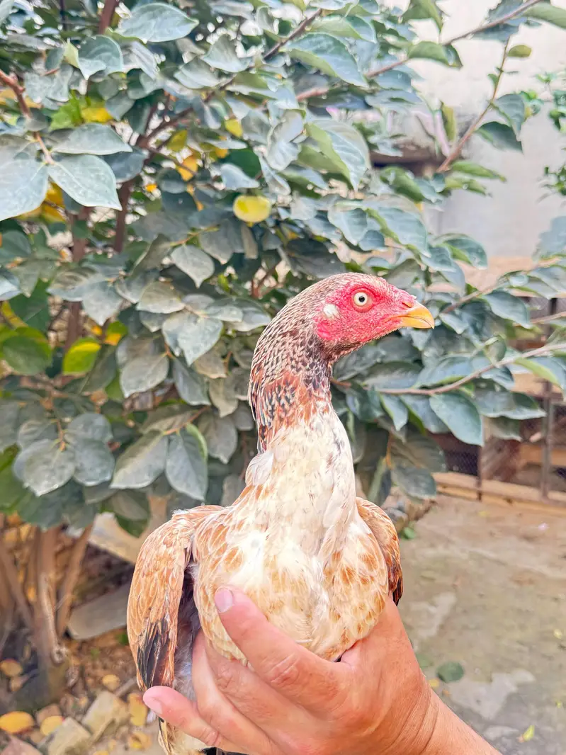 pure aseel females for sale only lenay Waly rabta krain — photo 3