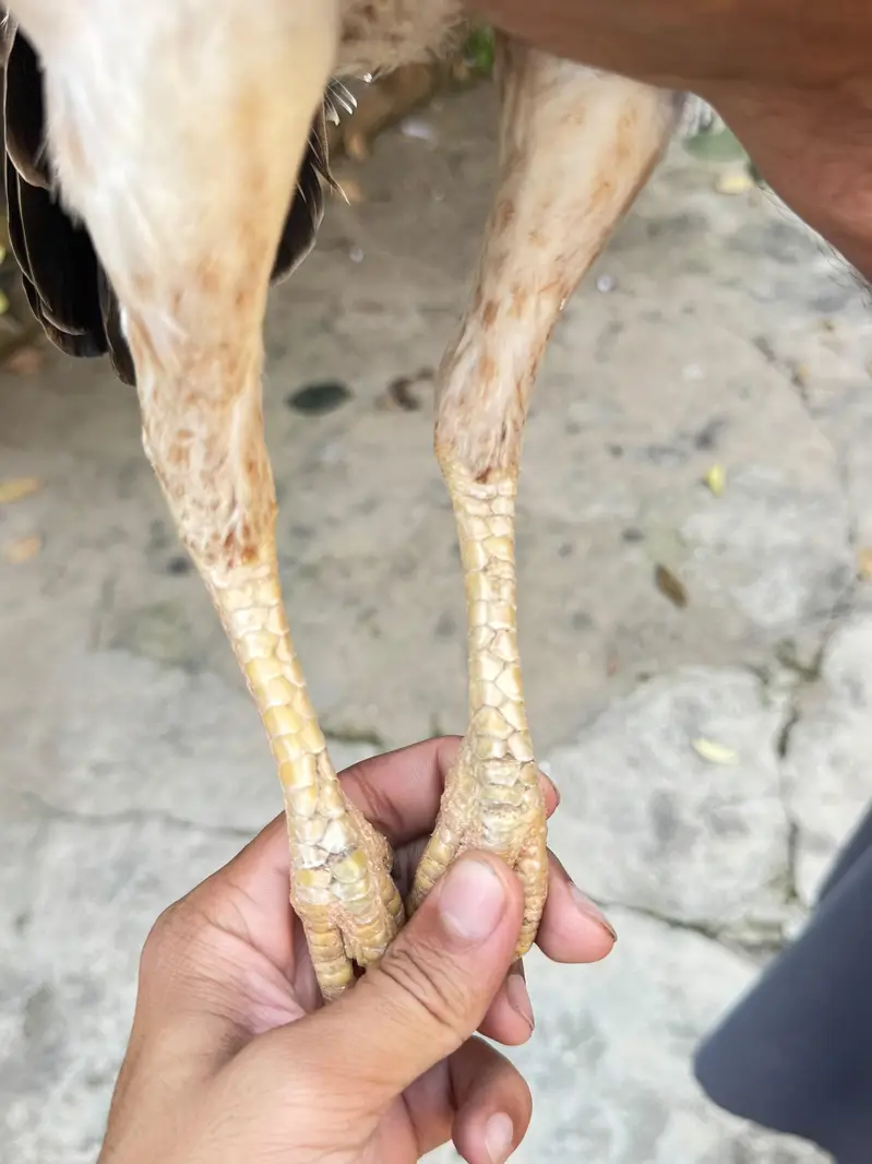 pure aseel females for sale only lenay Waly rabta krain — photo 4