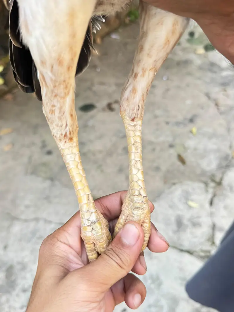 pure aseel females for sale only lenay Waly rabta krain — photo 5