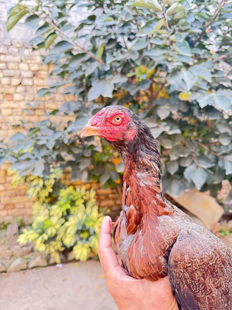 pure aseel females for sale only lenay Waly rabta krain — photo 6