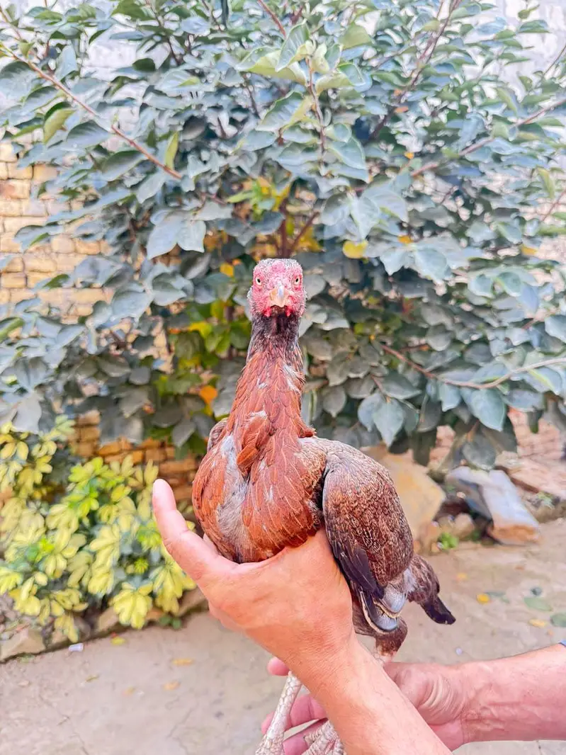 pure aseel females for sale only lenay Waly rabta krain — photo 7