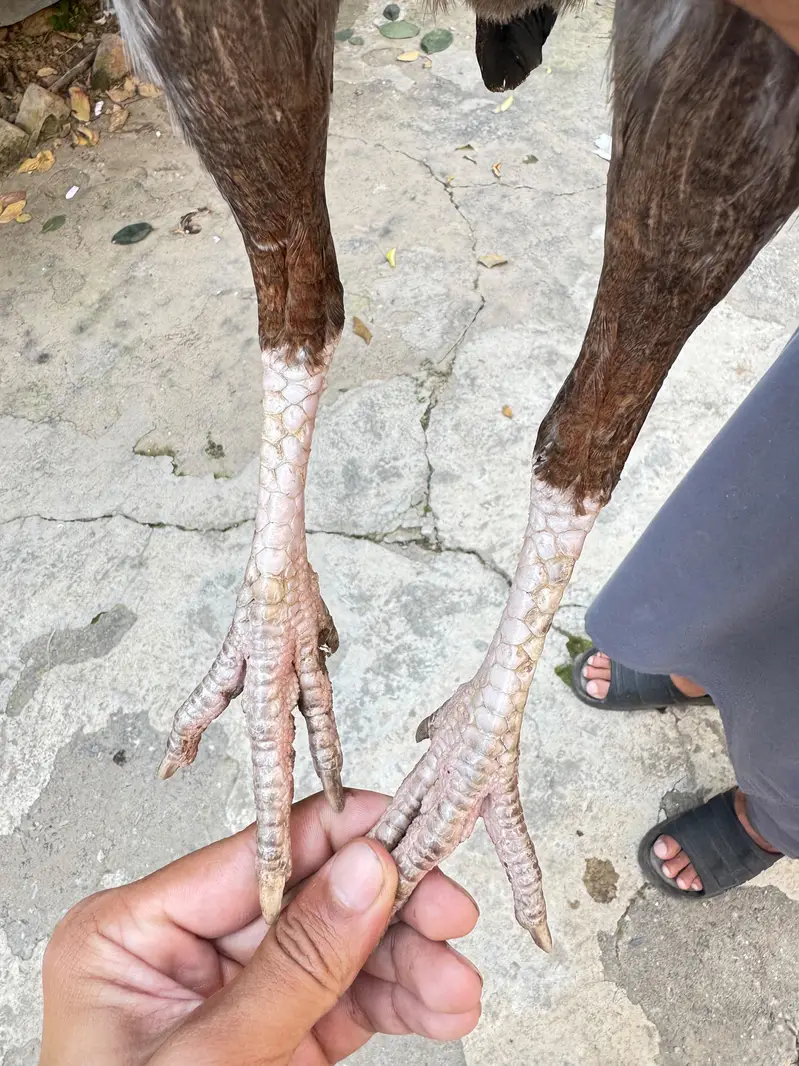 pure aseel females for sale only lenay Waly rabta krain — photo 9