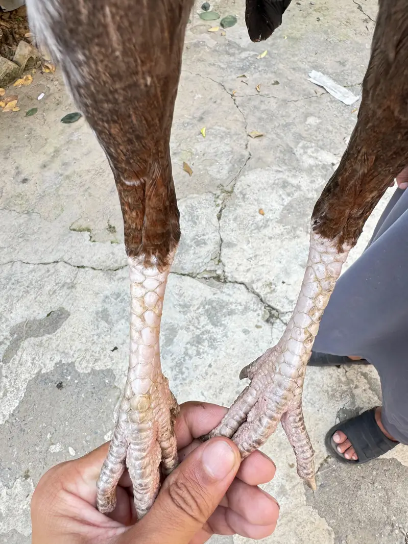pure aseel females for sale only lenay Waly rabta krain — photo 10