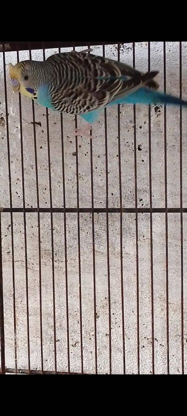 budgie bajri dove 3