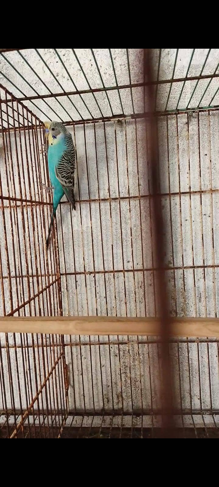 budgie bajri dove 4